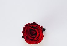 eine rote Rose auf weißem Grund