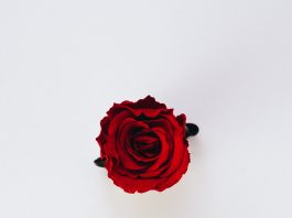 eine rote Rose auf weißem Grund