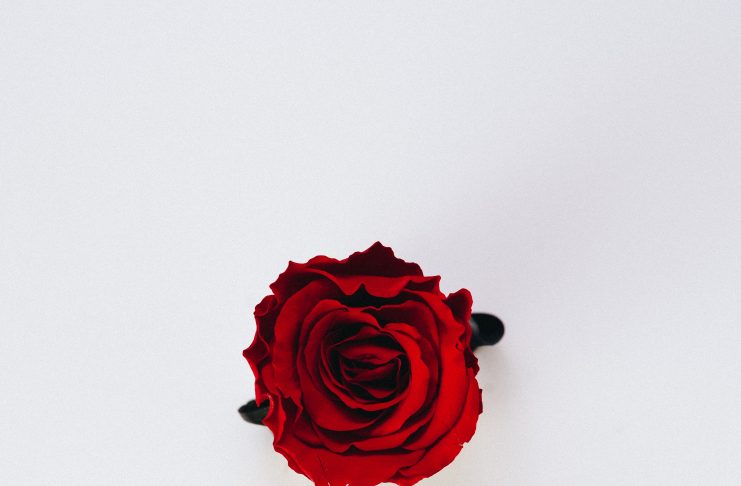 eine rote Rose auf weißem Grund