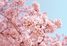 Die Schönheit der Vergänglichkeit – Mono No Aware