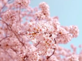 Die Schönheit der Vergänglichkeit – Mono No Aware
